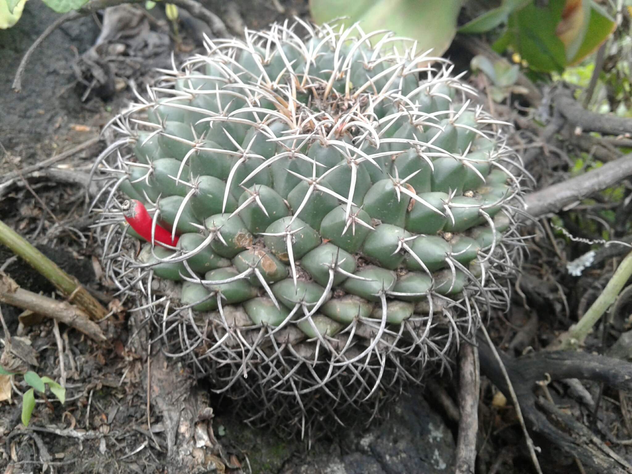 Mammillaria magnimamma